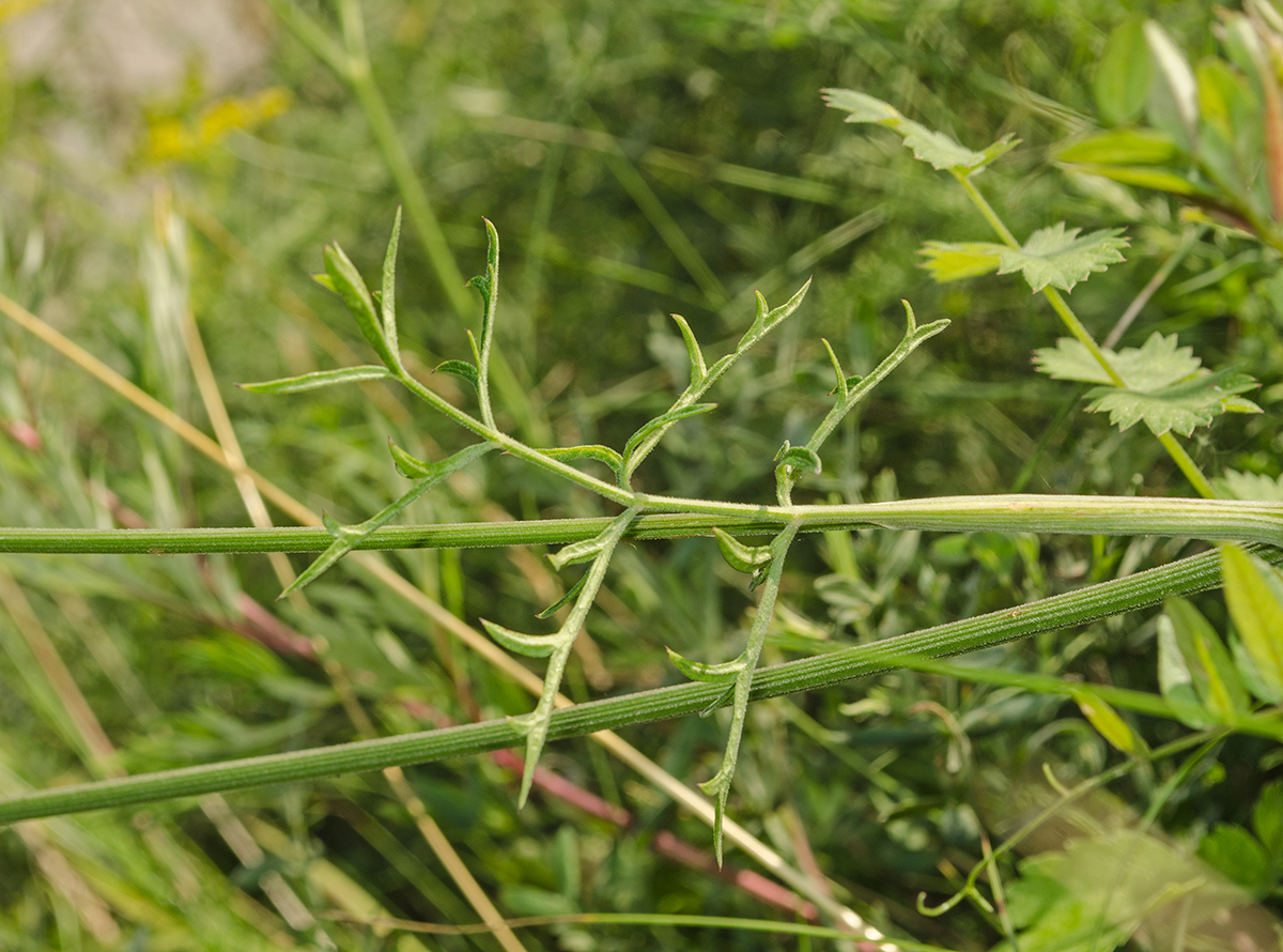 Изображение особи Pimpinella nigra.