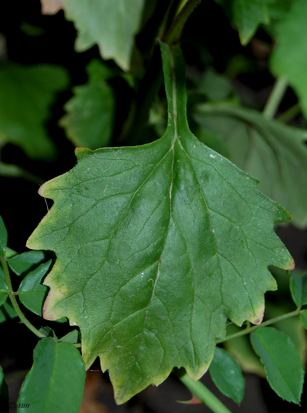 Изображение особи Callistephus chinensis.