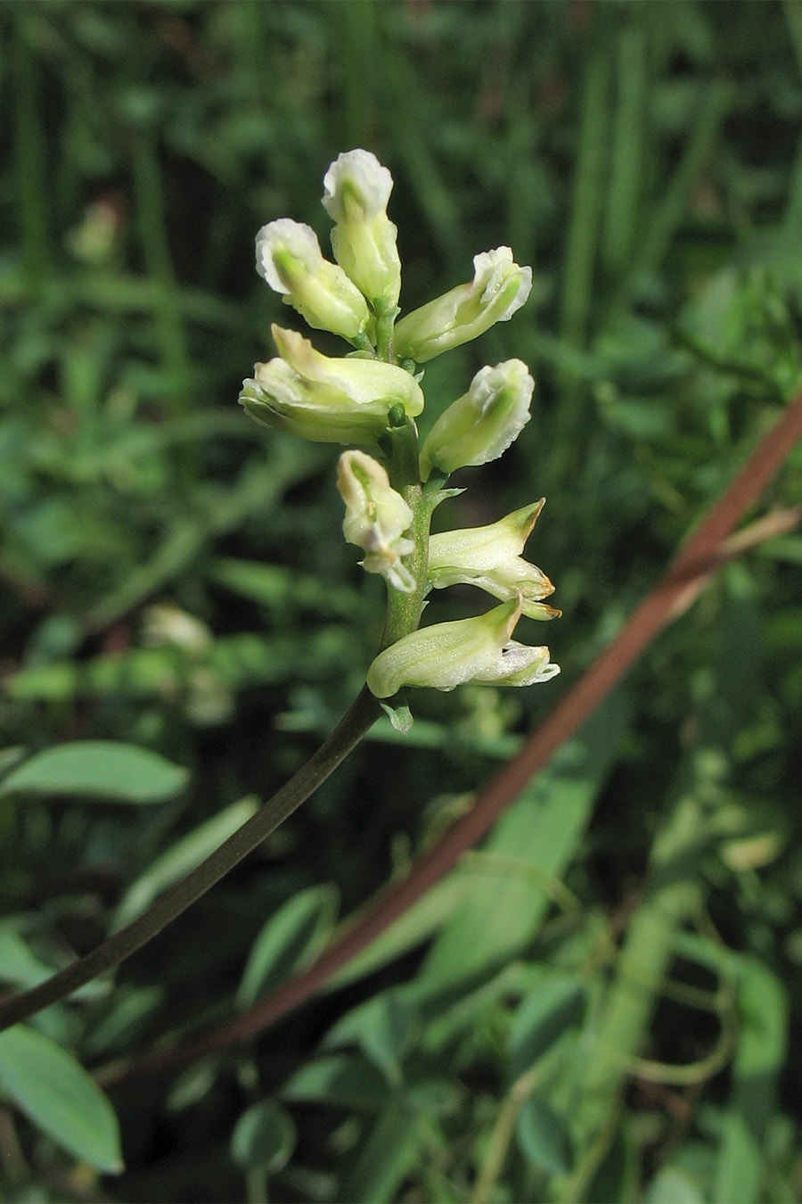 Изображение особи Ceratocapnos claviculata.