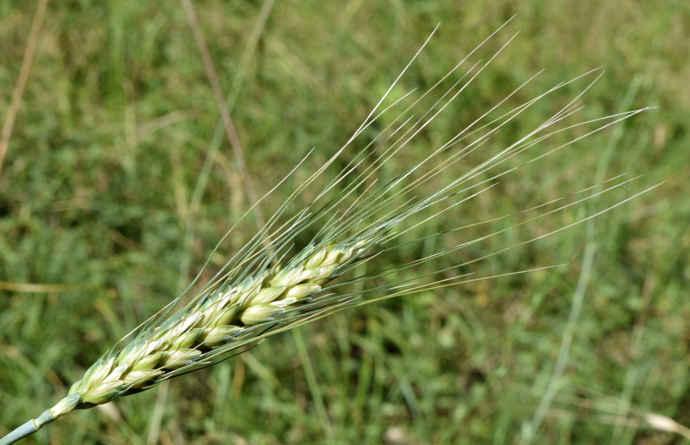 Изображение особи Triticum aestivum.