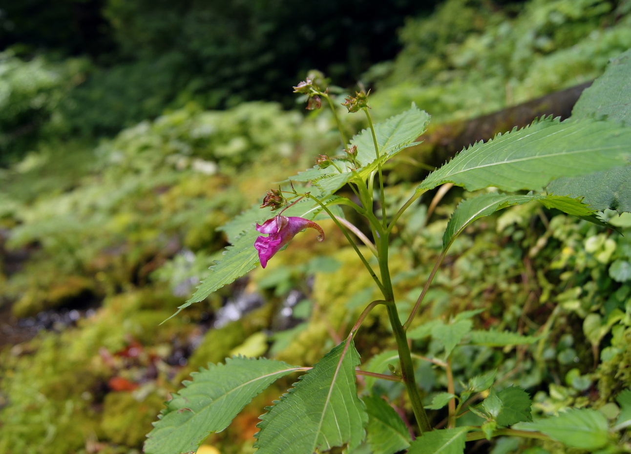 Image of Impatiens textori specimen.