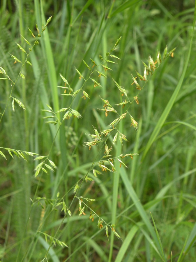 Изображение особи род Festuca.