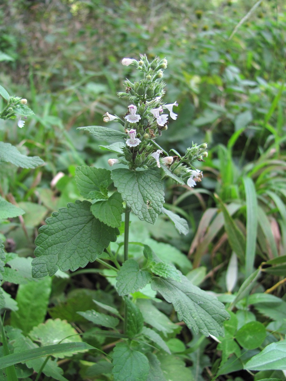 Изображение особи Nepeta cataria.