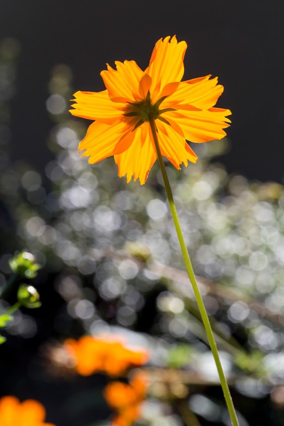 Image of Cosmos sulphureus specimen.