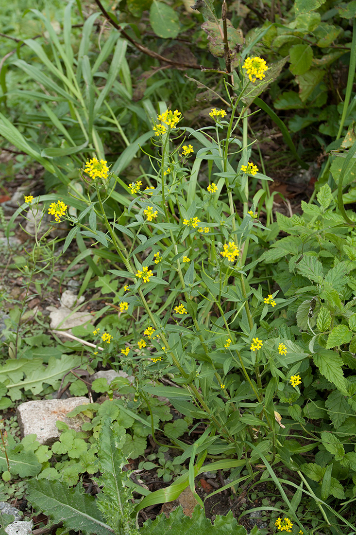 Image of Erysimum cheiranthoides specimen.