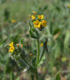 Amsinckia micrantha