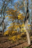 Ulmus laevis. Молодое дерево с листвой в осенней окраске. Санкт-Петербург, Кронштадтский р-н; о-в Котлин, северное побережье Финского зал. к западу от форта \"Шанец\", прибрежный лес с доминированием Alnus glutinosa и Salix. 21.10.2018.