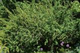 Berberis vulgaris. Цветущий кустарник. Восточный Казахстан, г. Усть-Каменогорск, парк Жастар, в культуре. 04.06.2018.