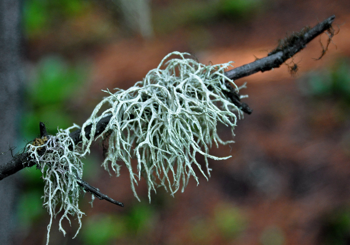 Изображение особи Evernia mesomorpha.