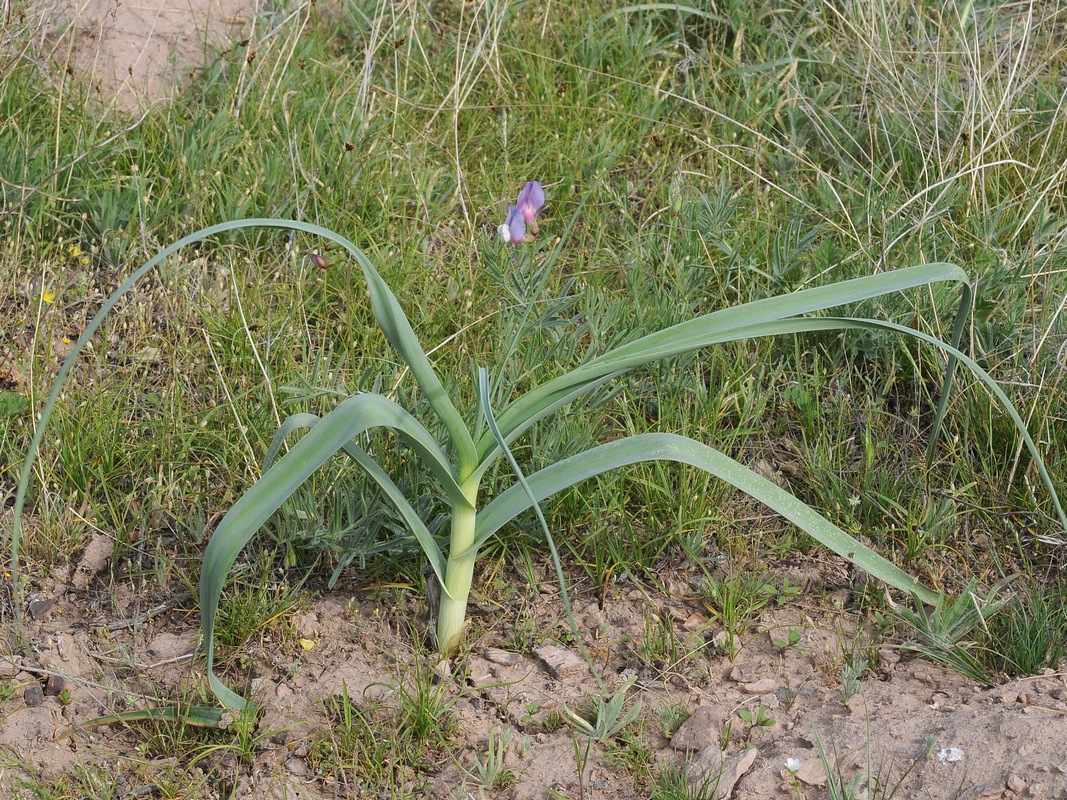 Image of Allium turkestanicum specimen.