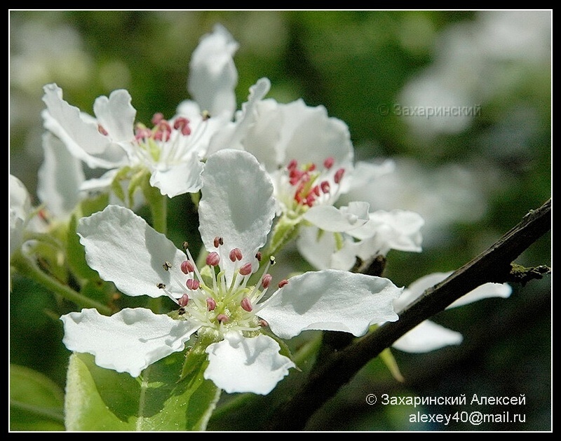 Изображение особи Pyrus pyraster.