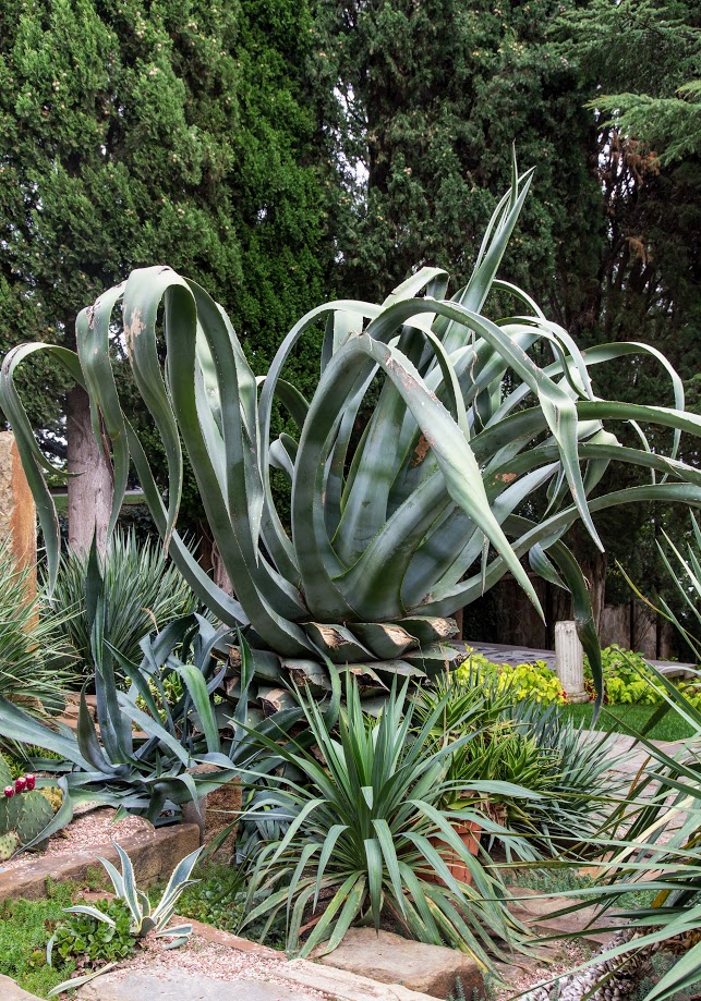 Image of Agave americana specimen.