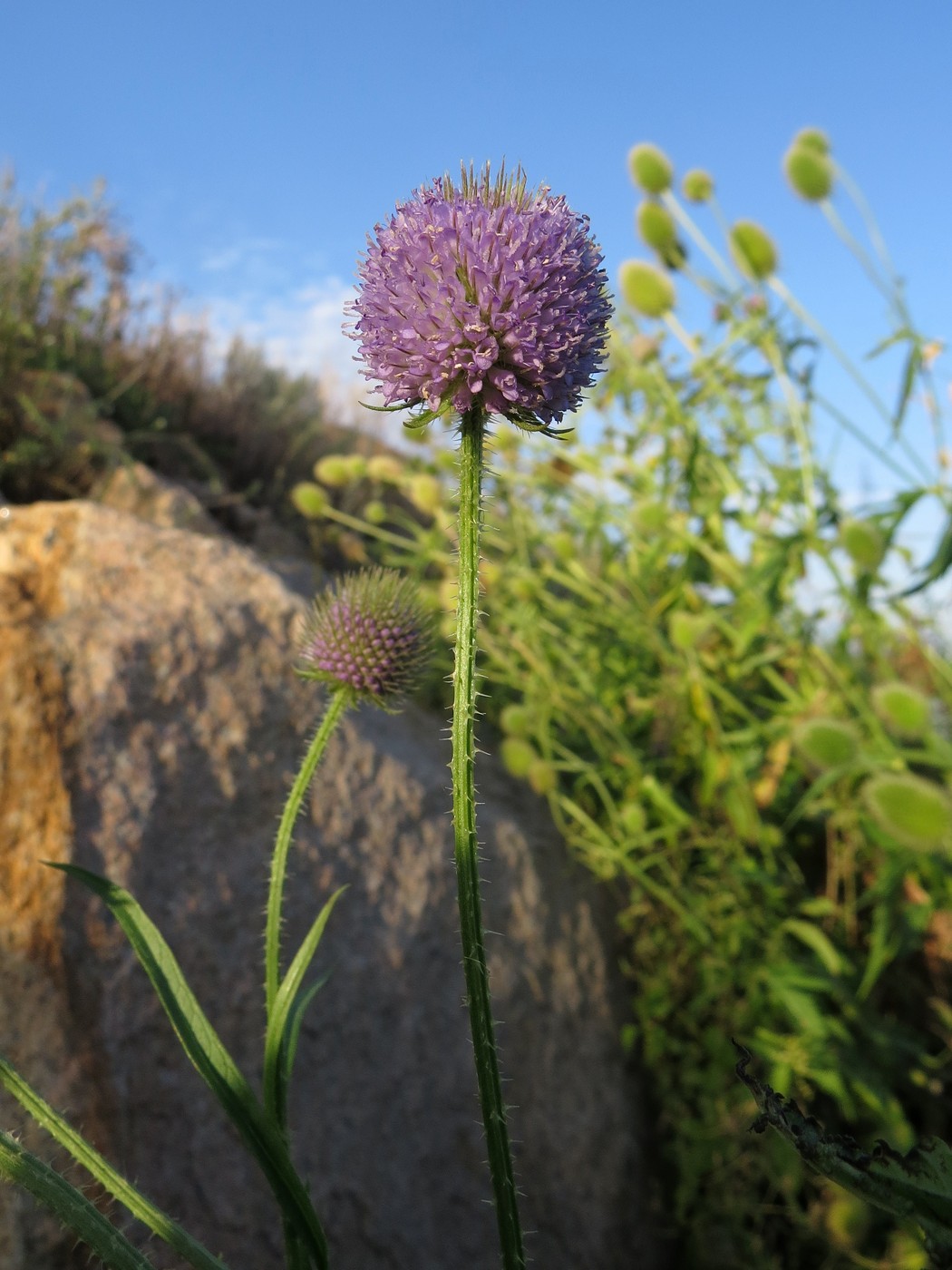 Image of Dipsacus gmelinii specimen.