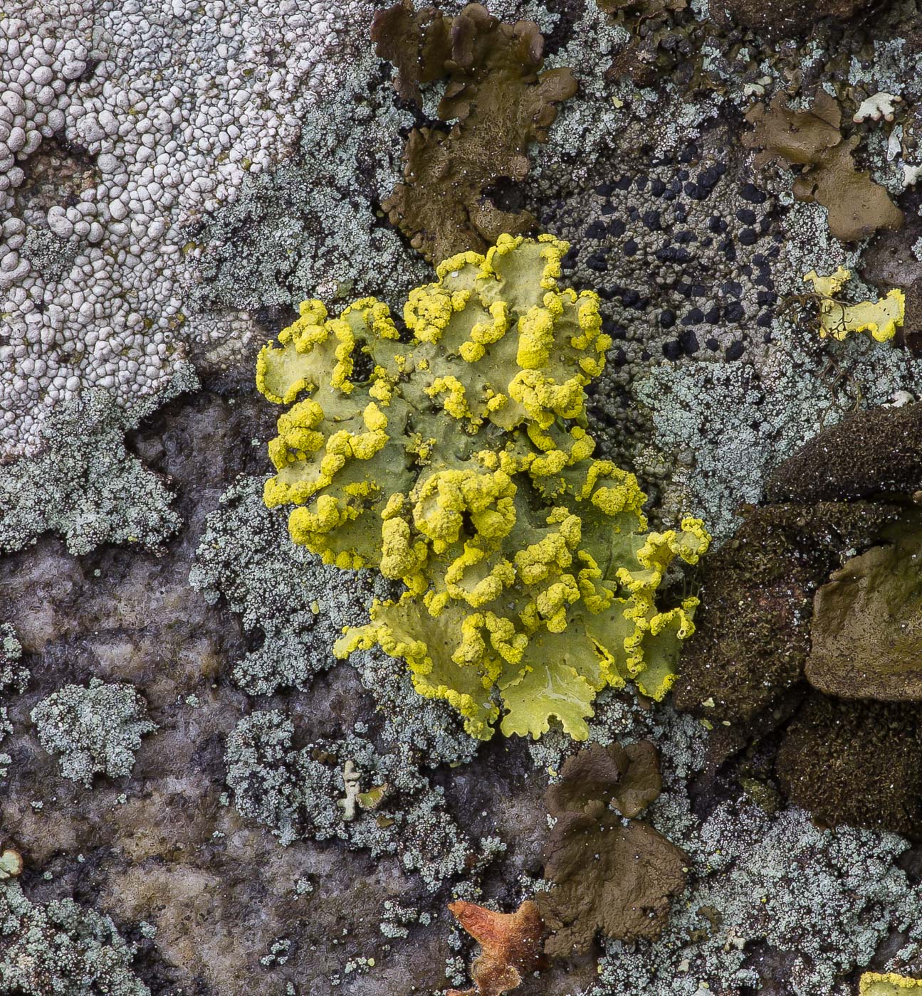 Image of Vulpicida pinastri specimen.