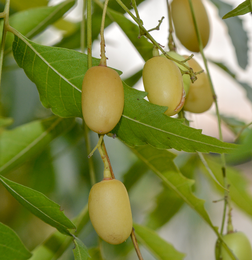 Изображение особи Azadirachta indica.