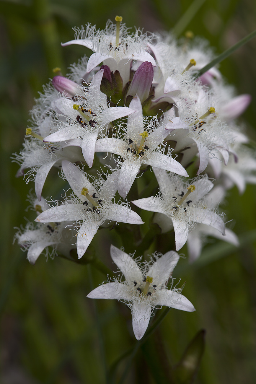 Image of Menyanthes trifoliata specimen.