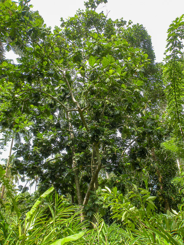 Image of Artocarpus altilis specimen.