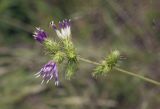 Cousinia umbrosa