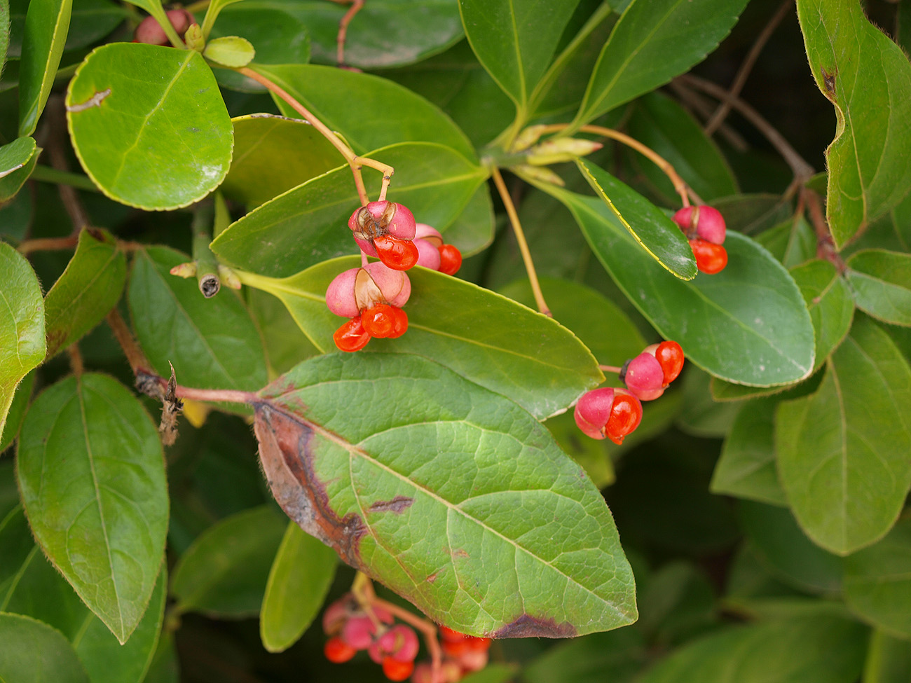 Изображение особи Euonymus japonicus.