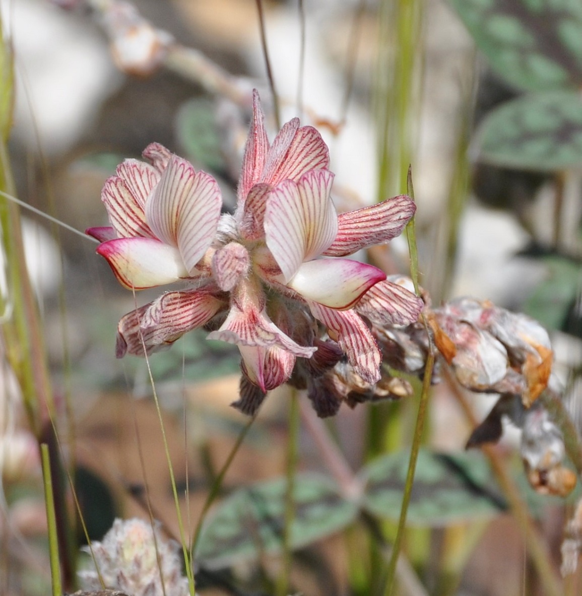 Image of Onobrychis venosa specimen.