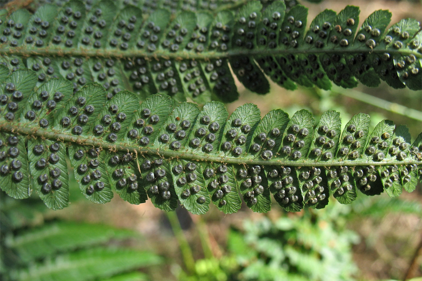 Изображение особи Dryopteris affinis.