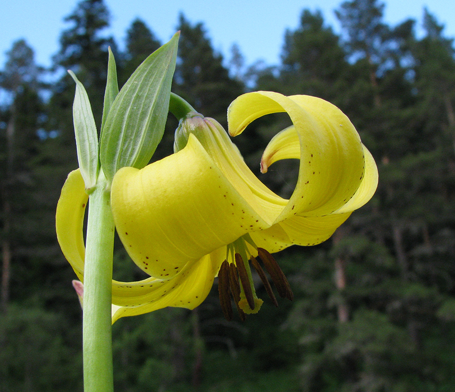 Изображение особи Lilium kesselringianum.