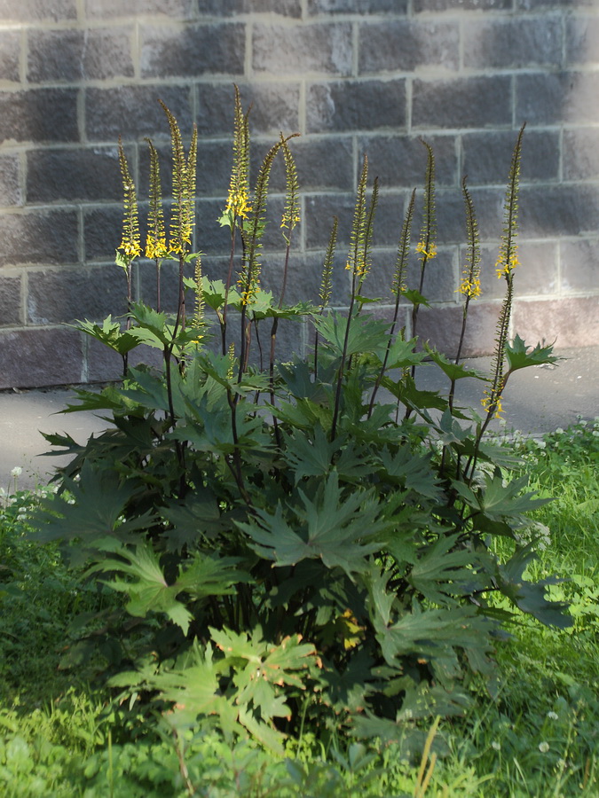 Image of Ligularia przewalskii specimen.