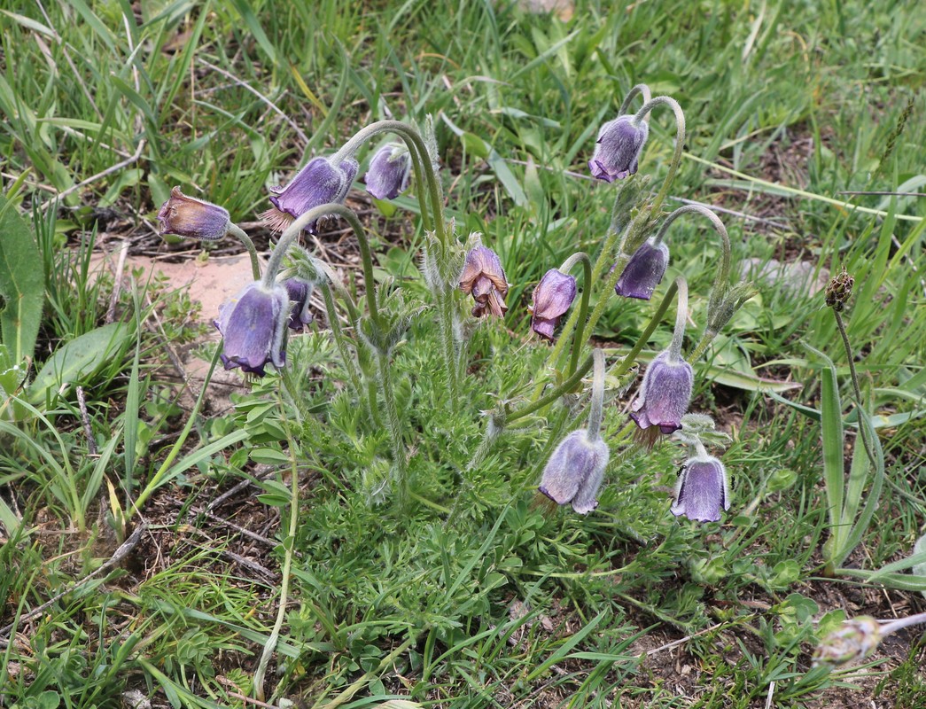 Image of Pulsatilla violacea specimen.