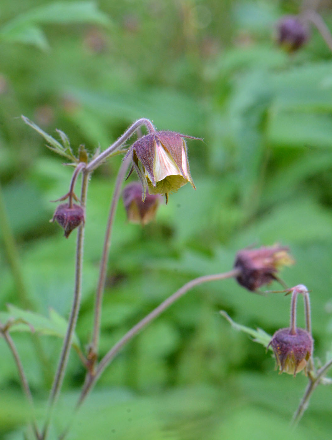 Image of Geum rivale specimen.