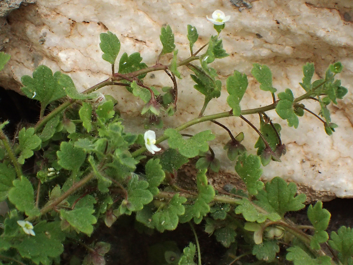 Image of Veronica cymbalaria specimen.