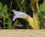 Phelipanche purpurea. Цветок. Дагестан, Табасаранский р-н, 4 км к северо-востоку от с. Дарваг, поляна в дубовом лесу (паразитирует на Achillea nobilis). 3 июня 2019 г.