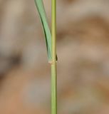 Elytrigia repens