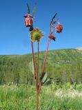 Geum rivale