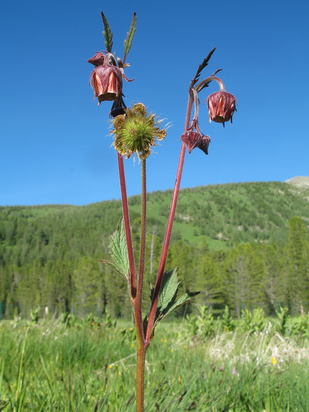 Изображение особи Geum rivale.