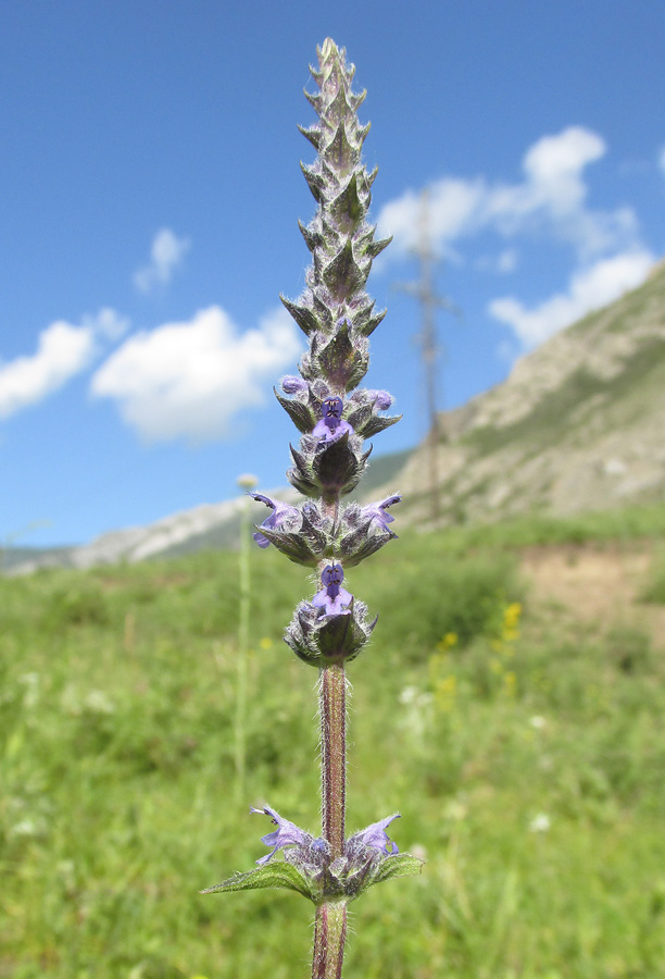 Image of Schizonepeta multifida specimen.