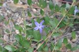Vinca herbacea