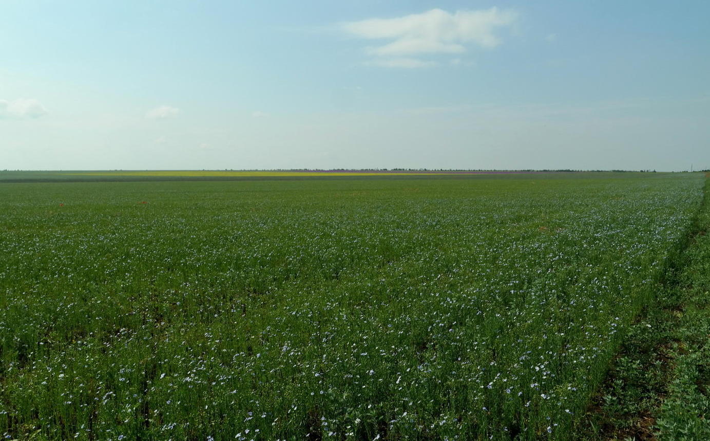 Изображение особи Linum humile.