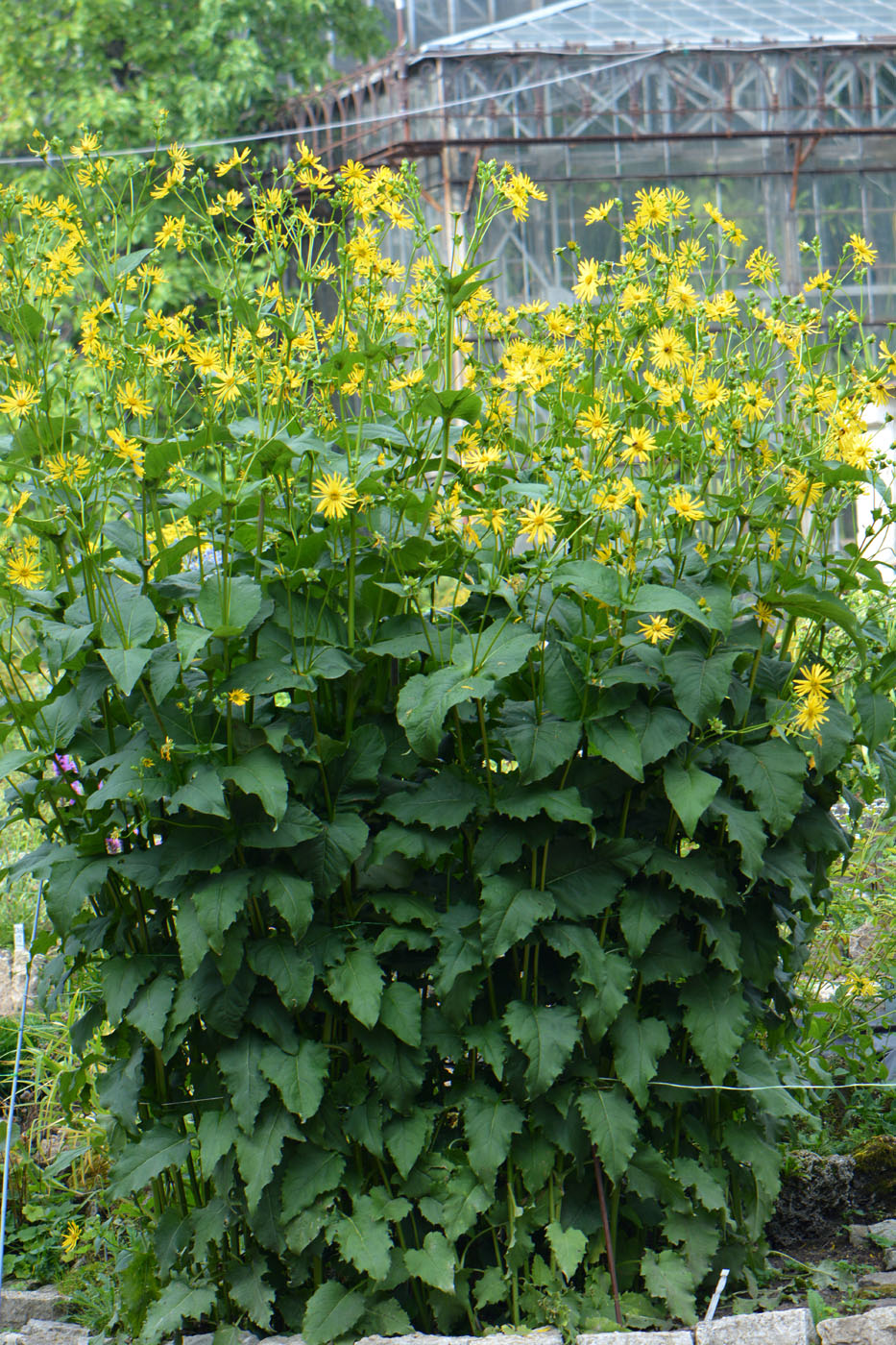 Изображение особи Silphium perfoliatum.