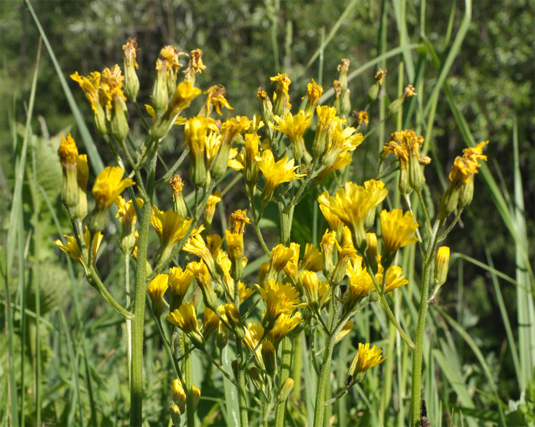 Изображение особи Crepis praemorsa.