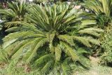 Cycas revoluta