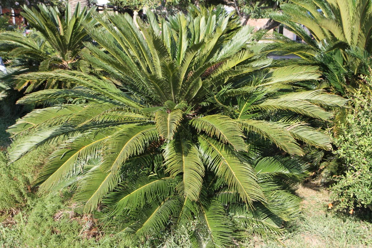 Image of Cycas revoluta specimen.