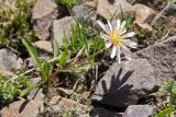 genus Taraxacum. Цветущее растение. Кыргызстан, Чуйская обл., Таласский хр., перевал Алабель, ≈ 3200 м н.у.м., альпийский луг в истоках р. Чичкан. 15.07.2019.