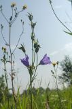 Campanula persicifolia. Верхушка побега с цветками и завязями. Пермский край, Кунгурский р-н, левый берег р. Шаква в р-не моста на Рыжково, разнотравный луг. 27 июля 2019 г.