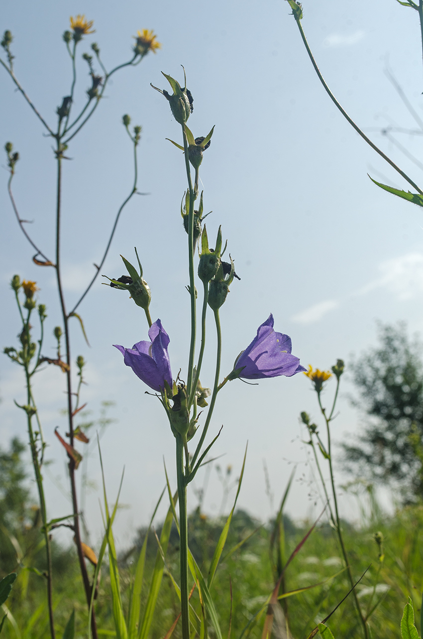 Image of Campanula persicifolia specimen.