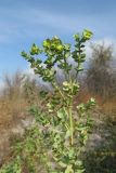 Euphorbia paralias