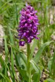 Dactylorhiza euxina