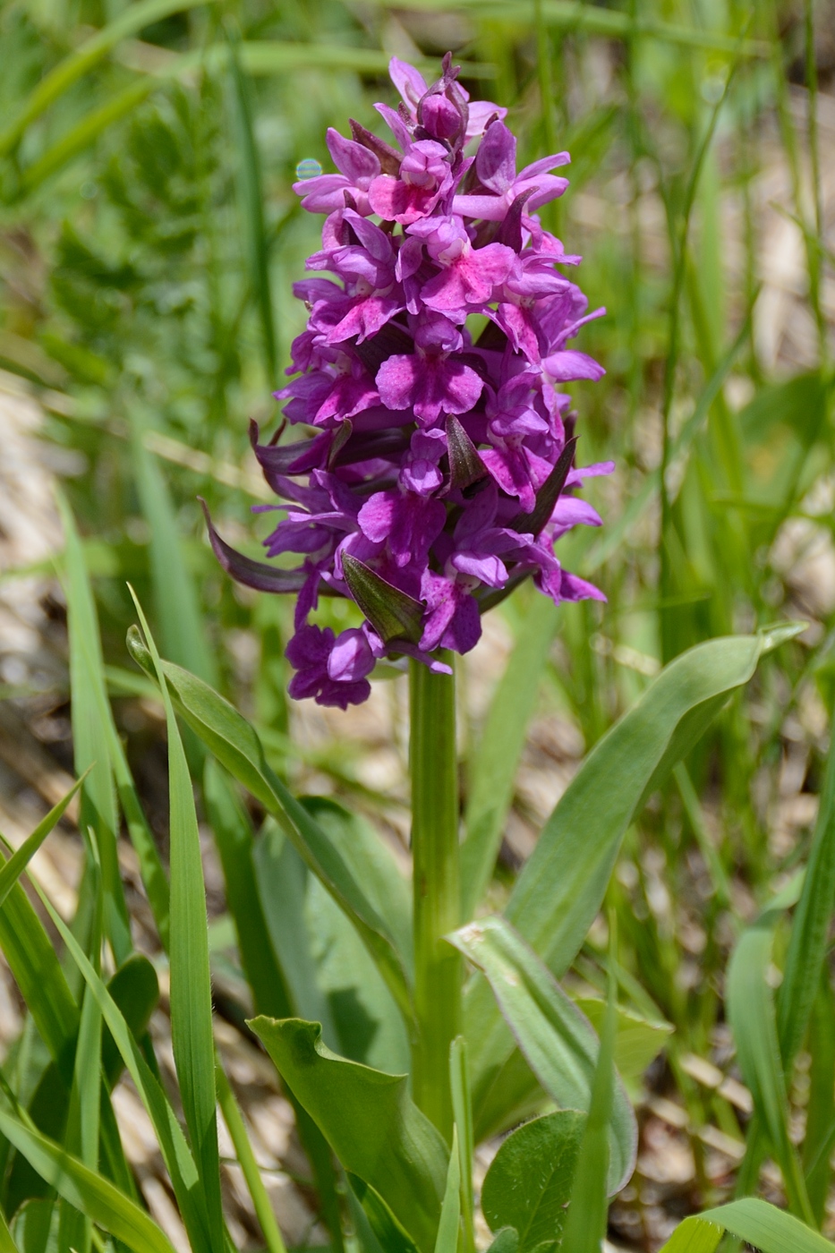 Изображение особи Dactylorhiza euxina.