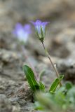 Campanula ciliata. Цветущее растение. Краснодарский край, Мостовский р-н, с.-в. склон горы Малый Тхач, скальная стена. 11.06.2019.