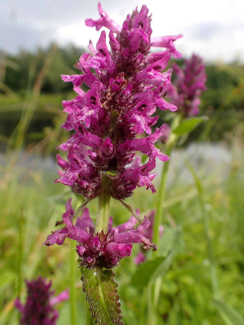 Изображение особи Betonica officinalis.