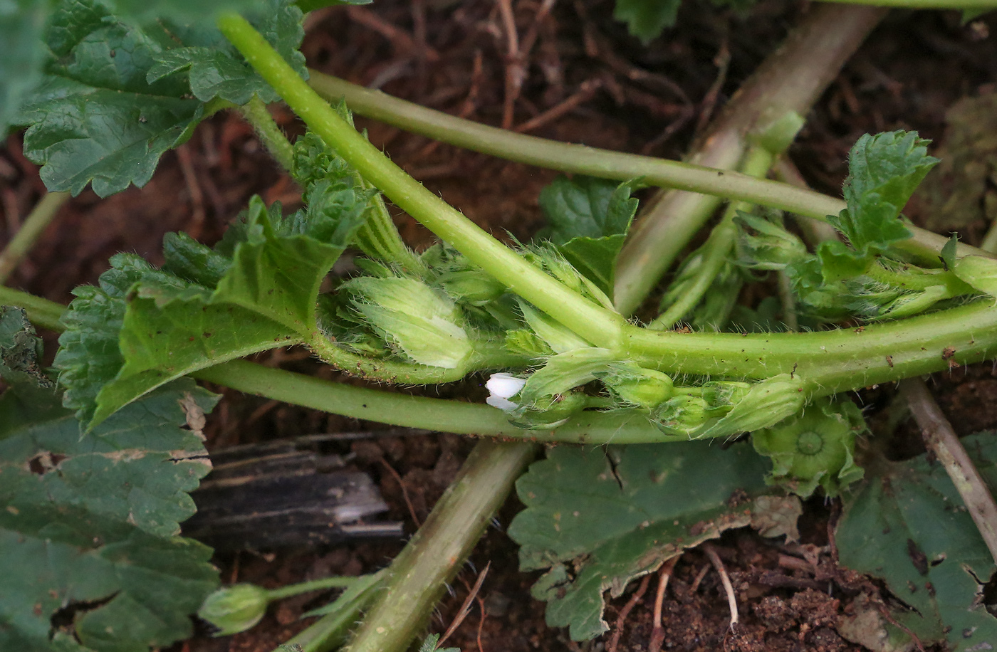 Image of Malva pusilla specimen.